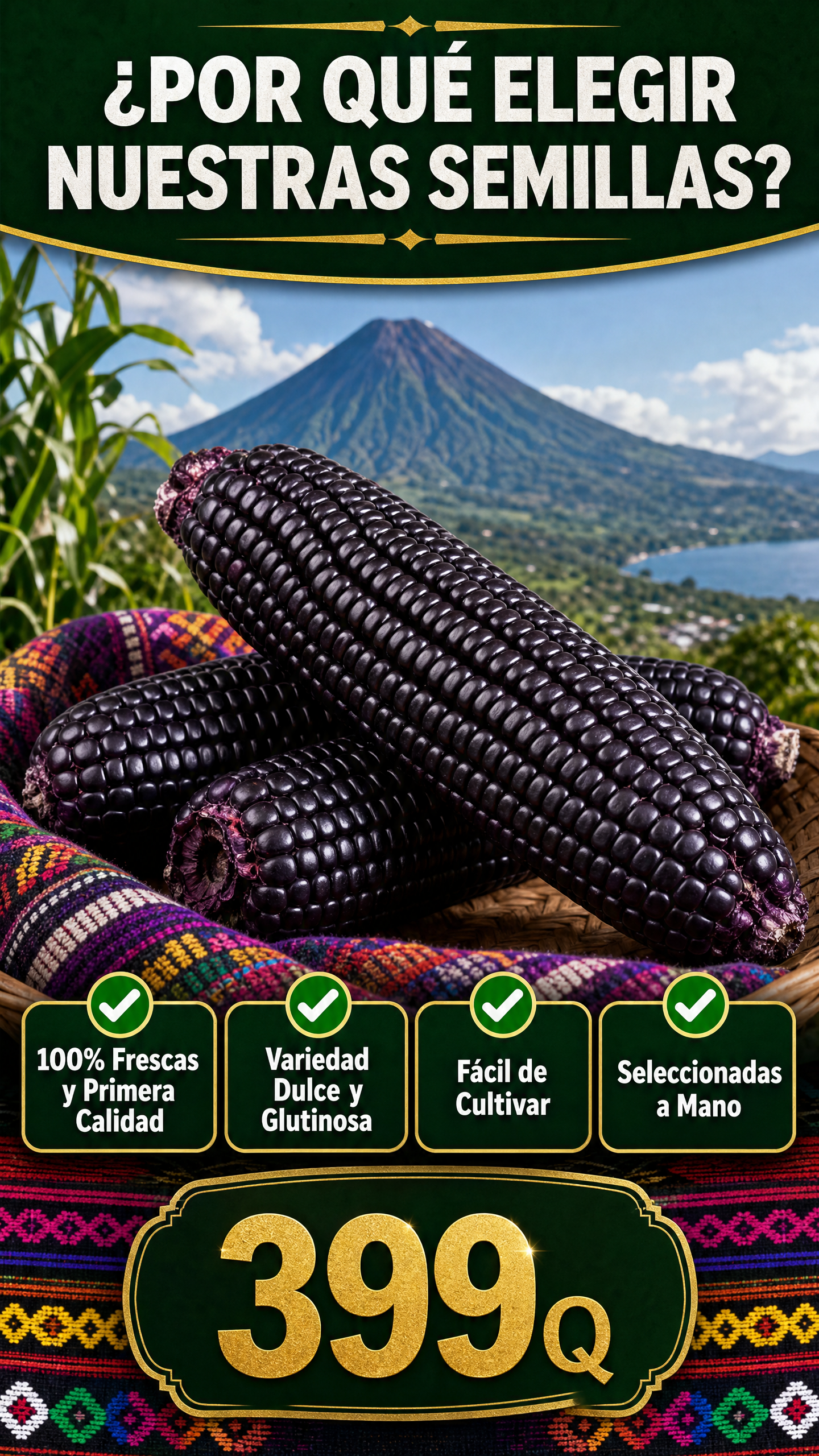 🌽 Semillas Premium de Maíz Morado de Alto Rendimiento | Cosecha de Calidad en Guatemala