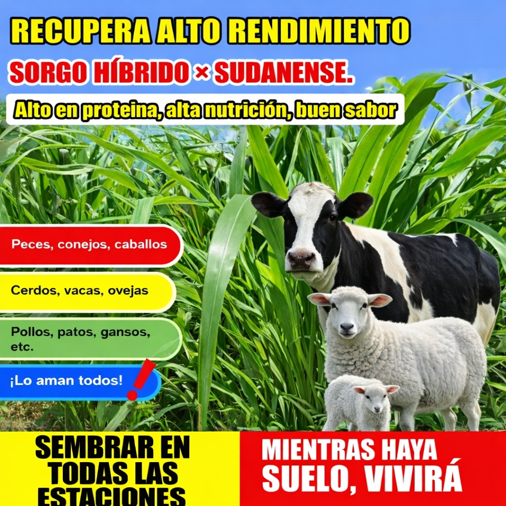 🌿 Semillas de pasto híbrido Sudangrass Nutri-King 🐄🐑🐐 🌱