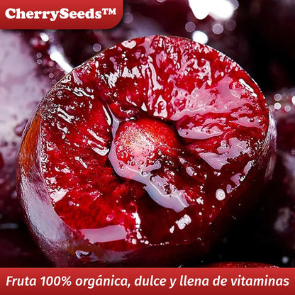 CherrySeeds™ – Semillas Premium de Cereza