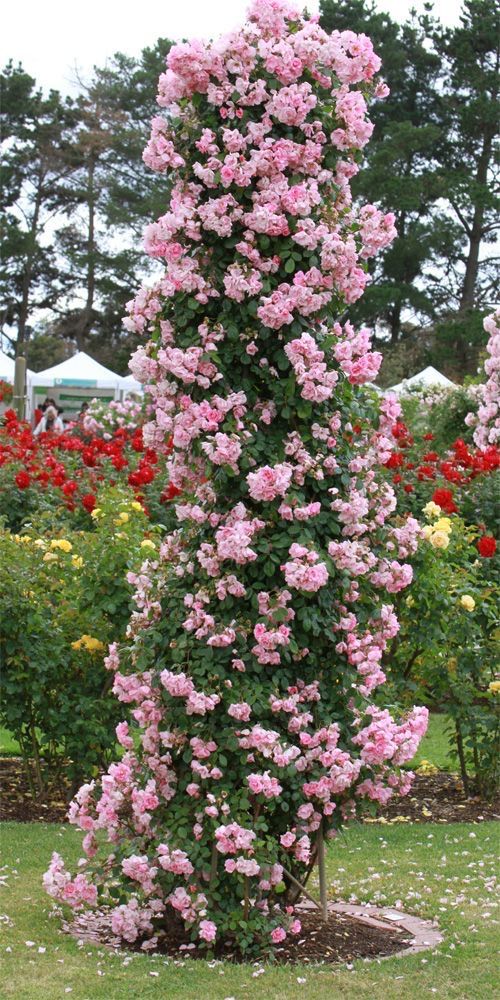 🌹 Semillas de Rosas Trepadoras Premium – Transforma tu Jardín en un Paraíso Floral