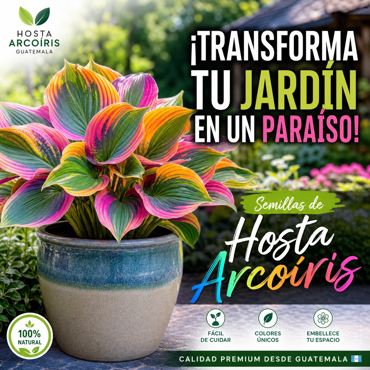 🌿Semillas de Hosta - Arcoiris